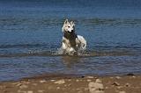 SIBERIAN HUSKY 569